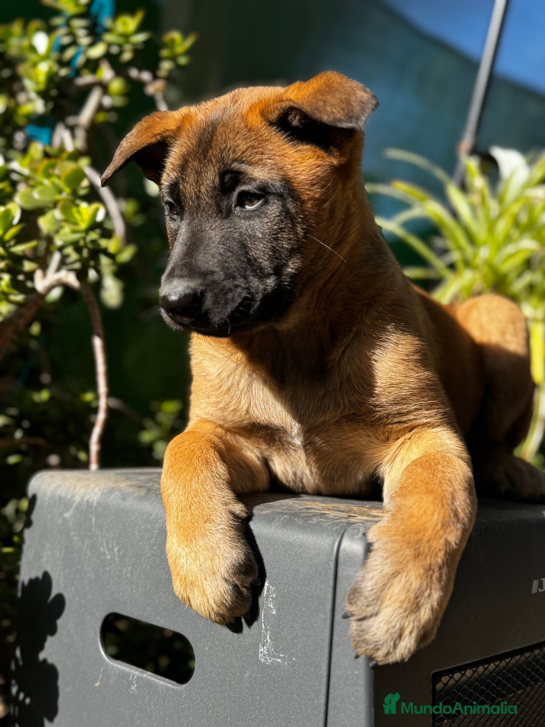 Pastor Belga Malinois perros en venta: Pastor Belga Malinois - Anuncio 16