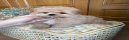 Maltipoo perros en venta: Maltipoo líneas asiáticas  - Anuncio 4
