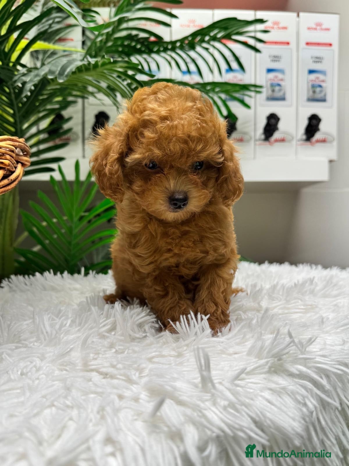 Caniche Toy perros CANICHE TOY - Anuncio 1