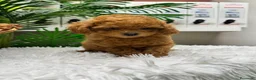 Caniche Toy perros en venta: CANICHE TOY - Anuncio 1