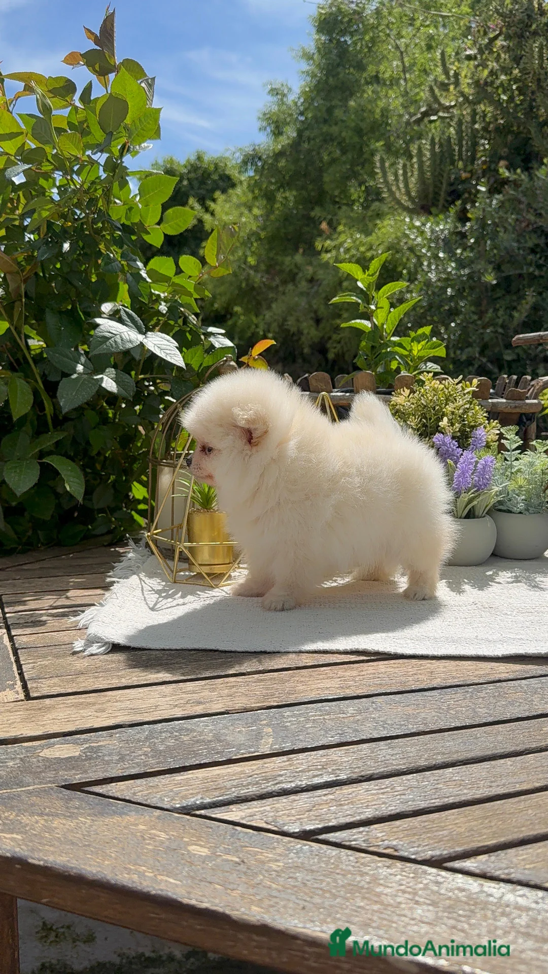 Pomerania perros en venta: Pomerania lulu Toy línea rusa macho super peludo - Anuncio 2