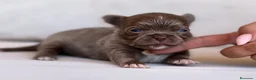 Chihuahua perros en venta: PRECIOSO MACHITO BLUE Y BLANCO PELO LARGO  - Anuncio 2
