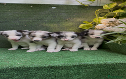 Border Collie perros en venta: BORDER COLLIE DE VILLA BIZNAGA - Imagen 12