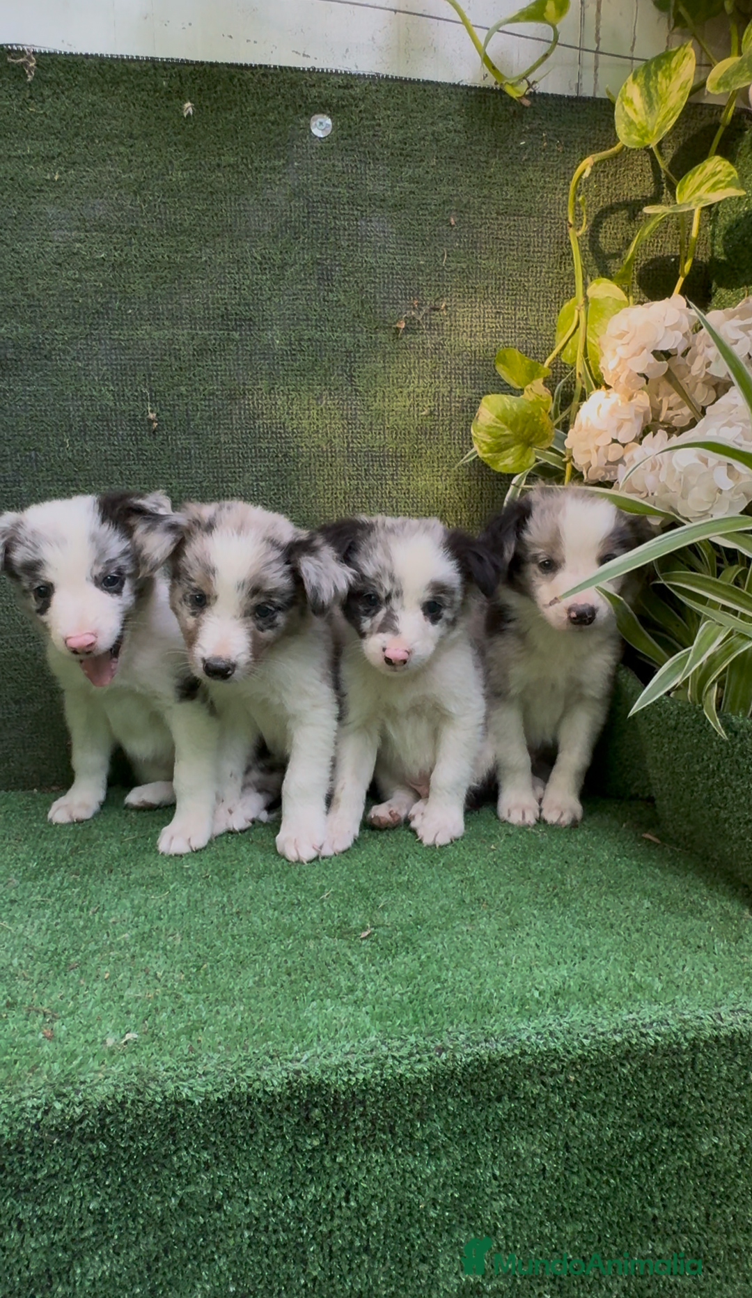 Border Collie perros en venta: BORDER COLLIE DE VILLA BIZNAGA - Imagen 12
