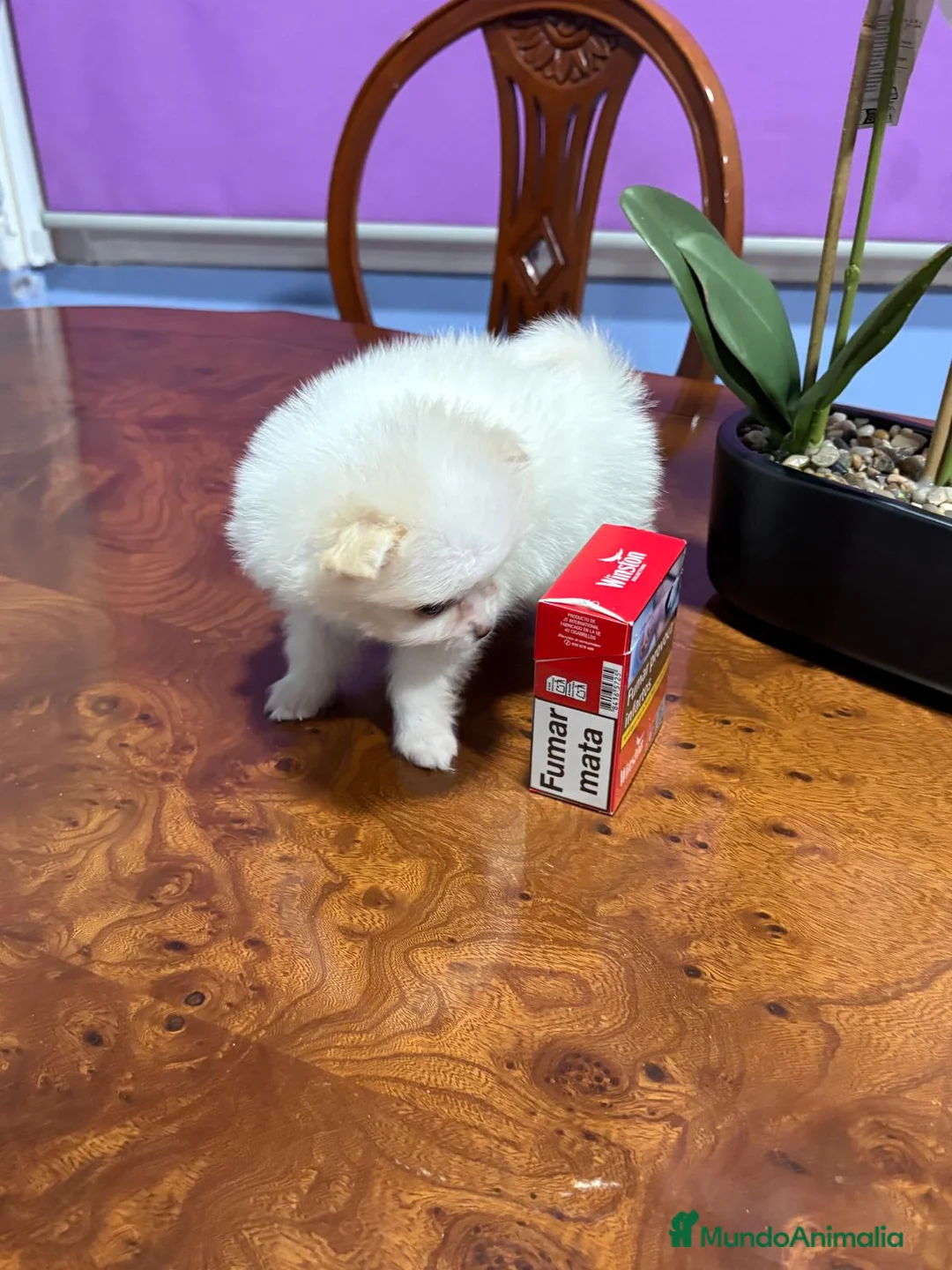 Pomerania perros en venta: Lulu de Pomerania mini toy hembra blanca naranja - Anuncio 25