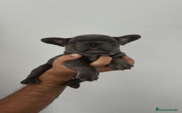 Bulldog Francés perros en venta: Bulldog francés Macho y Hembra disponibles  - Imagen 3