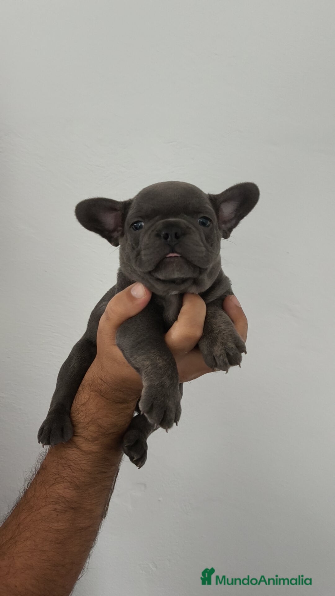 Bulldog Francés perros en venta: Bulldog francés Macho y Hembra disponibles  - Imagen 3