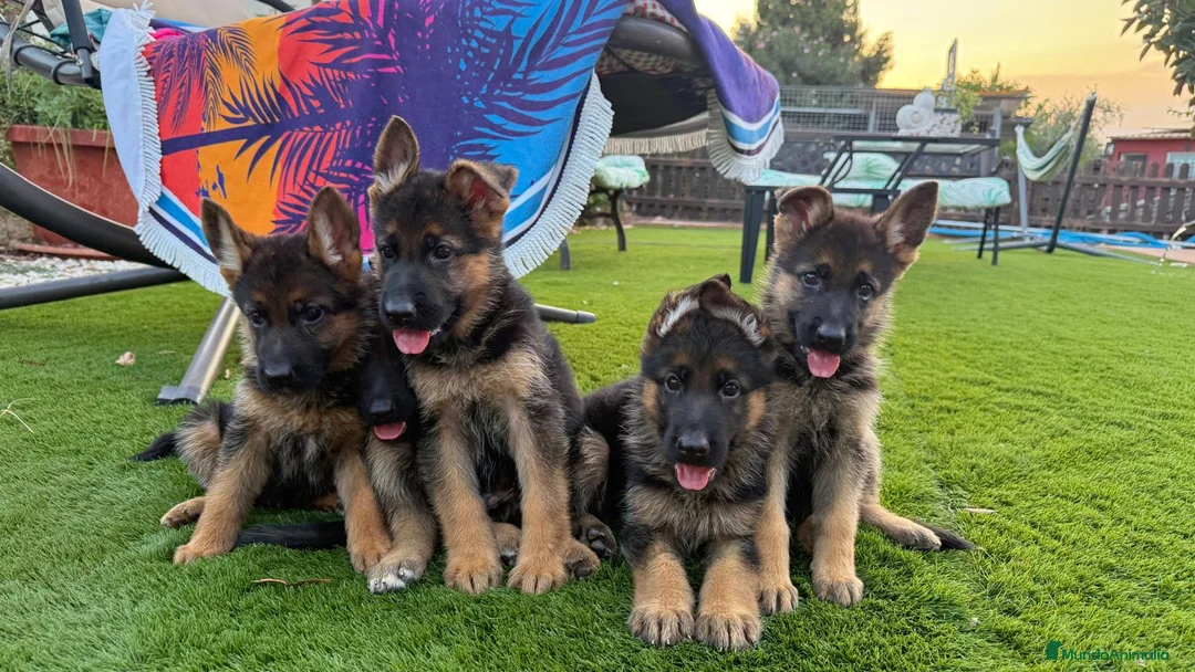 Pastor Alemán perros en venta: Cachorros de Pastor Alemán de primera  en Valencia - Anuncio 2