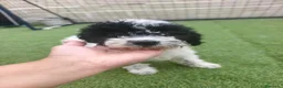Perro de Agua Español perros en venta: 650€ 🔥🔥🔥 en Palencia - Anuncio 3