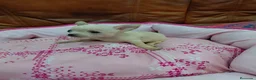 Chihuahua perros en venta: CHIHUAHUA TOY - Anuncio 5