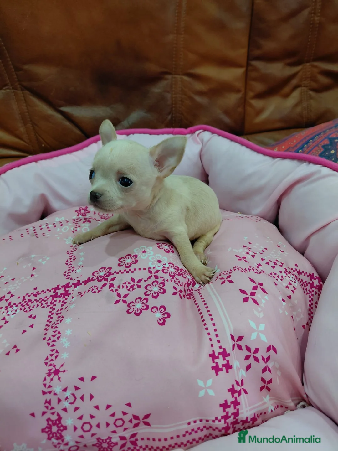 Chihuahua perros en venta: CHIHUAHUA TOY - Anuncio 5
