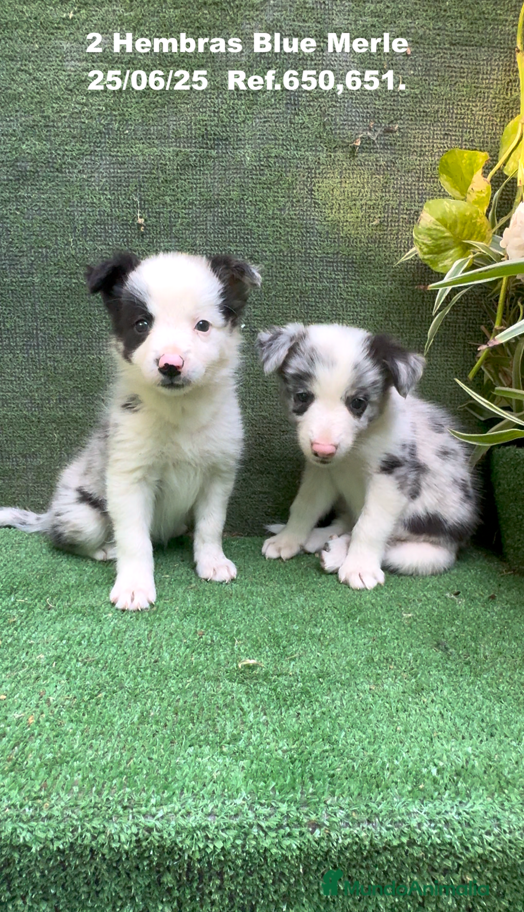 Border Collie perros en venta: BORDER COLLIE hembras Blue Merle - Imagen 3