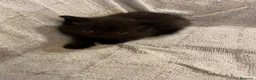 Británico de Pelo Corto gatos en venta: Gatitos British shorthair - Anuncio 6