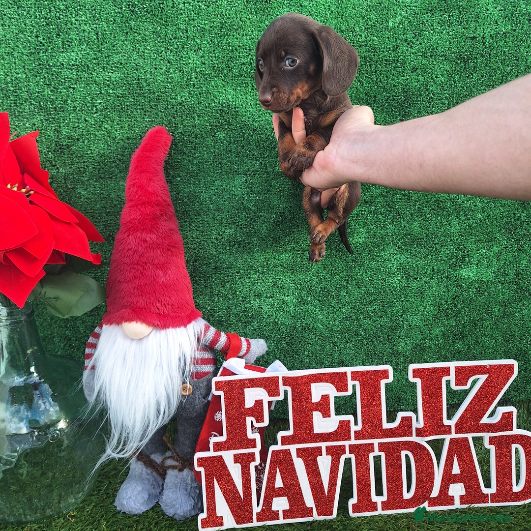 Teckel Miniatura perros en venta: TECKEL MINIATURA & KANINCHEN  CHOCOLATE  - Anuncio 2