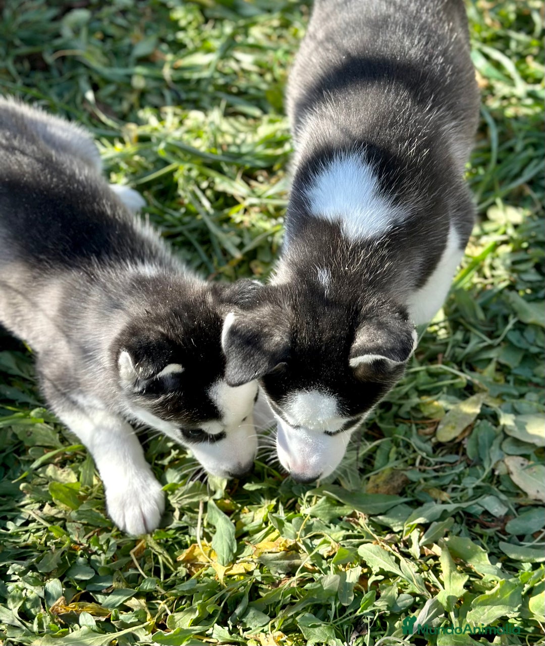 Husky Siberiano perros en venta: HUSKY NEGRO OJOS AZULES en Barcelona - Imagen 5