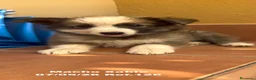 Border Collie perros en venta: Border Collie De Villa Biznaga - Anuncio 12