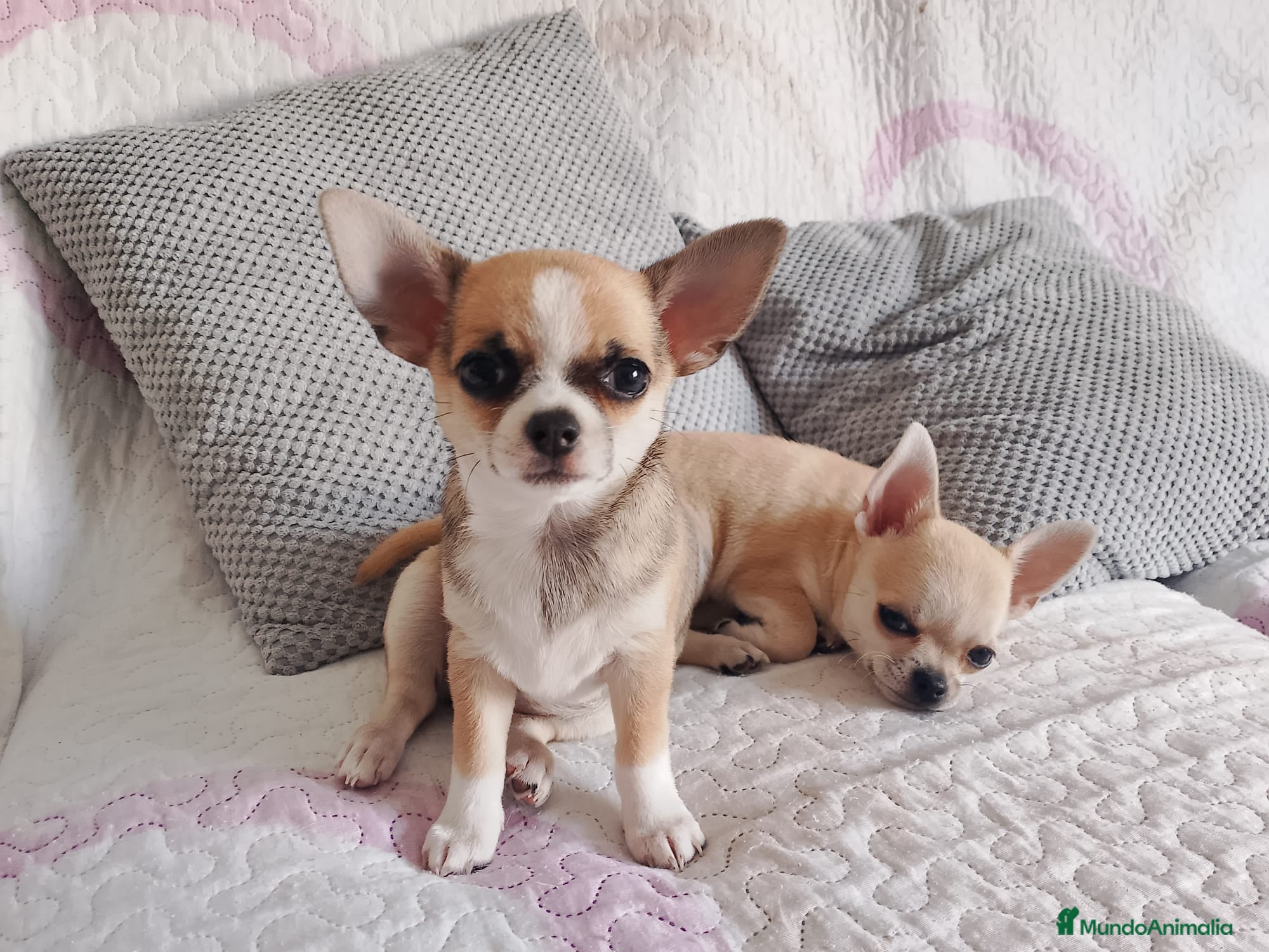 Chihuahua perros CHIHUAHUA EN NAVARRA - Anuncio 32