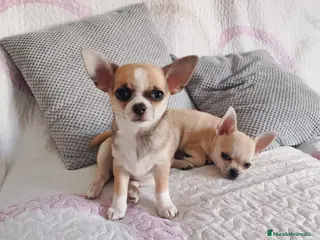 Chihuahua perros CHIHUAHUA EN NAVARRA - Anuncio 32