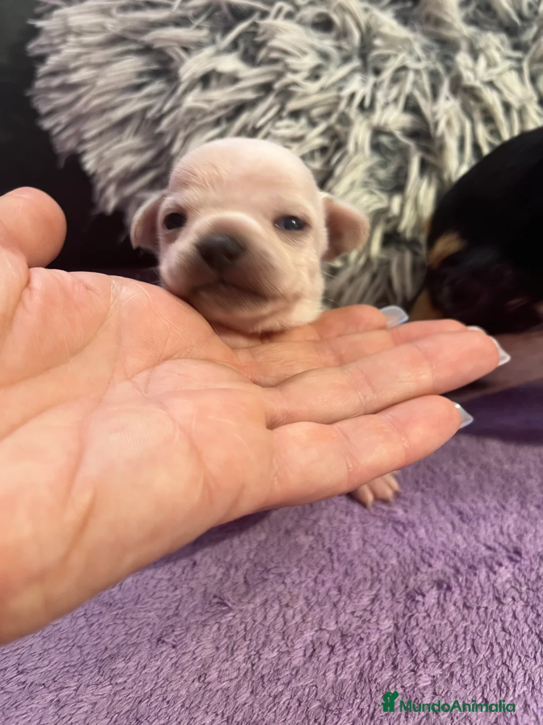 Chihuahua perros en venta: chihuahuas toys en Barcelona - Anuncio 5