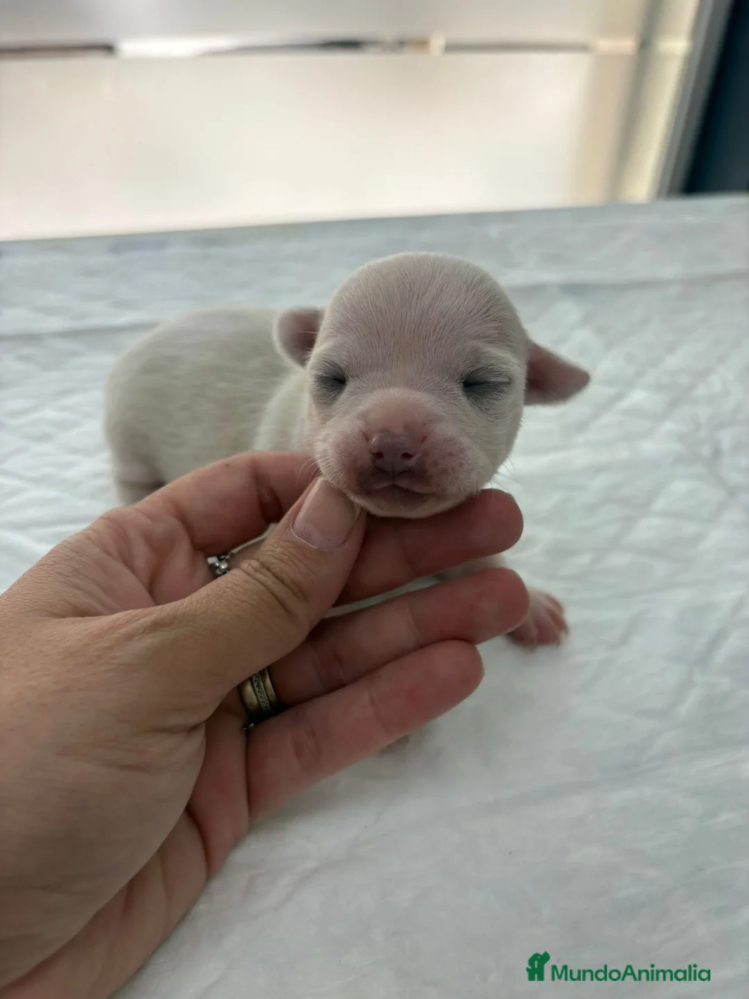 Chihuahua perros en venta: CHIHUAHUAS BLANCOS EXCLUSIVOS - Anuncio 2