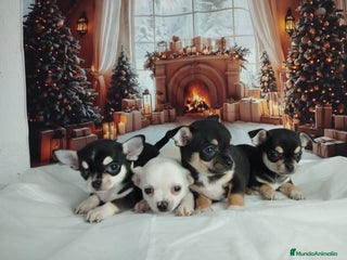 Chihuahua perros CHIHUAHUAS toy cabeza de manzana - Anuncio 2