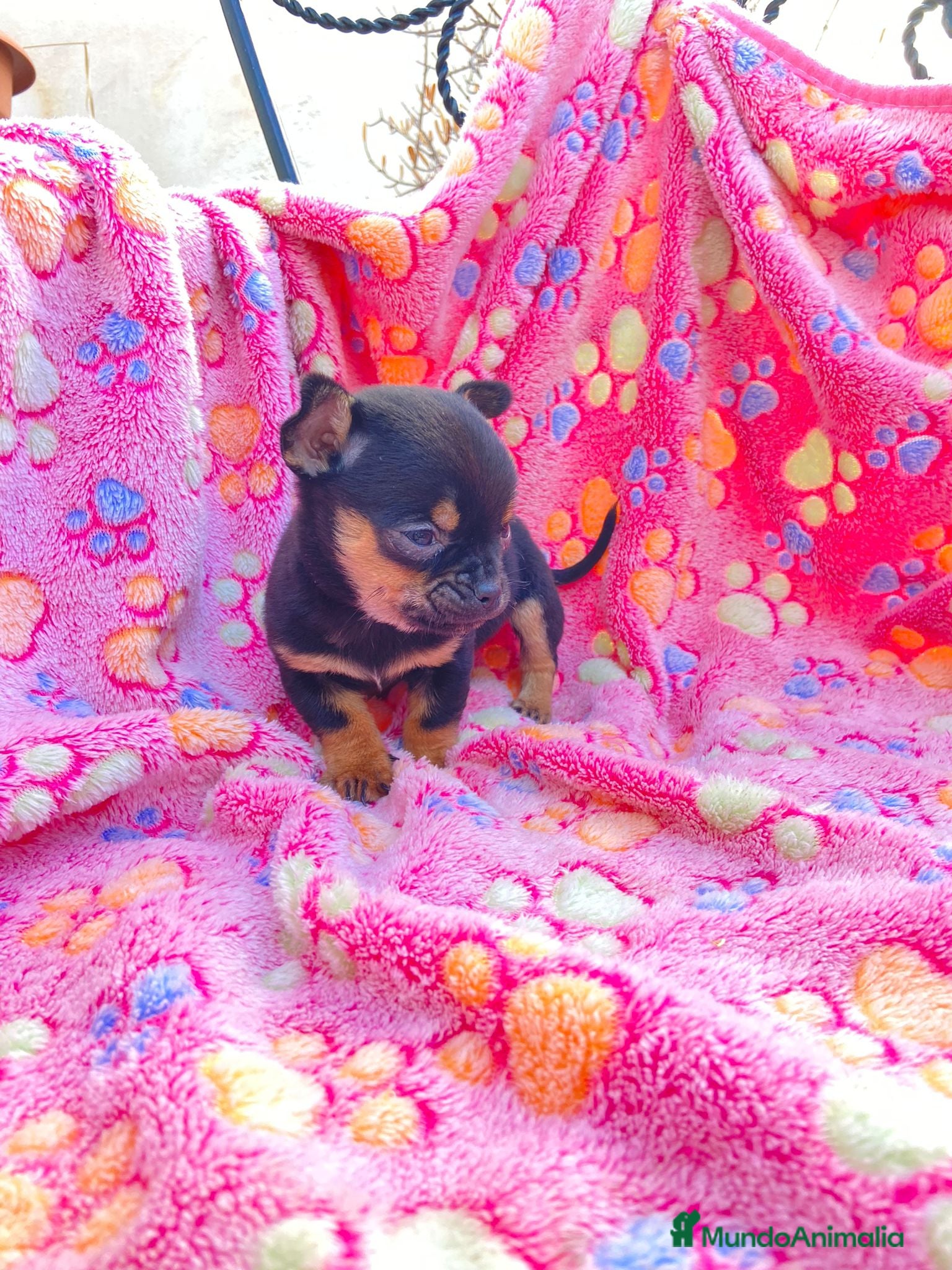 Chihuahua perros cachorro de chihuahua - Anuncio 6