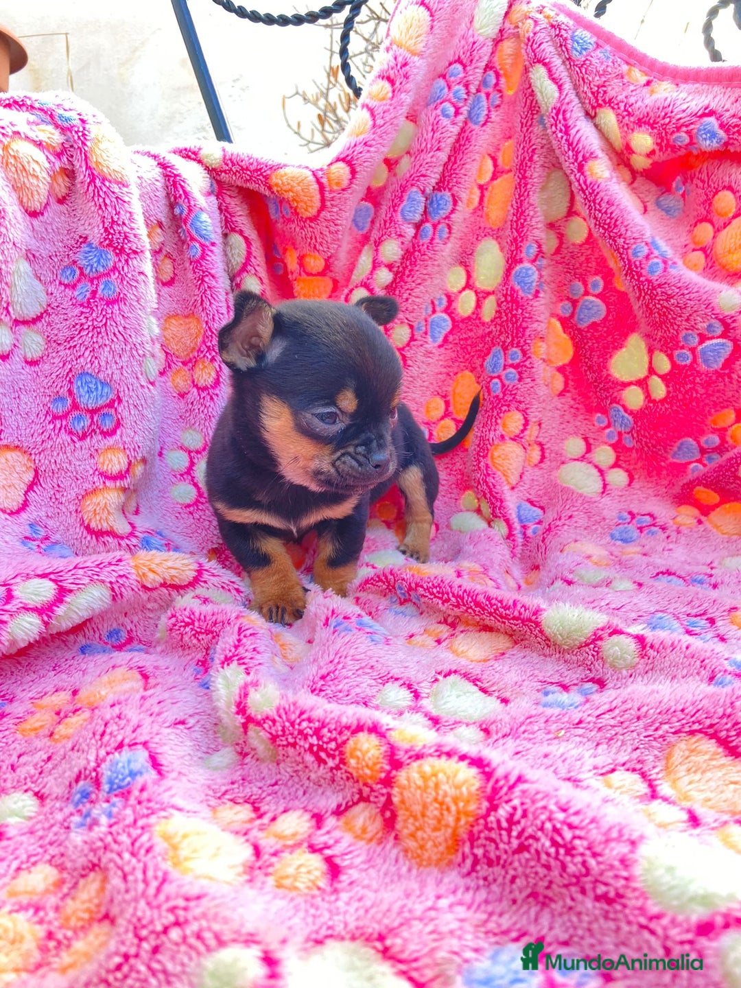 Chihuahua perros en venta: cachorro de chihuahua - Anuncio 1