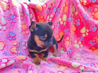 Chihuahua perros cachorro de chihuahua - Anuncio 2