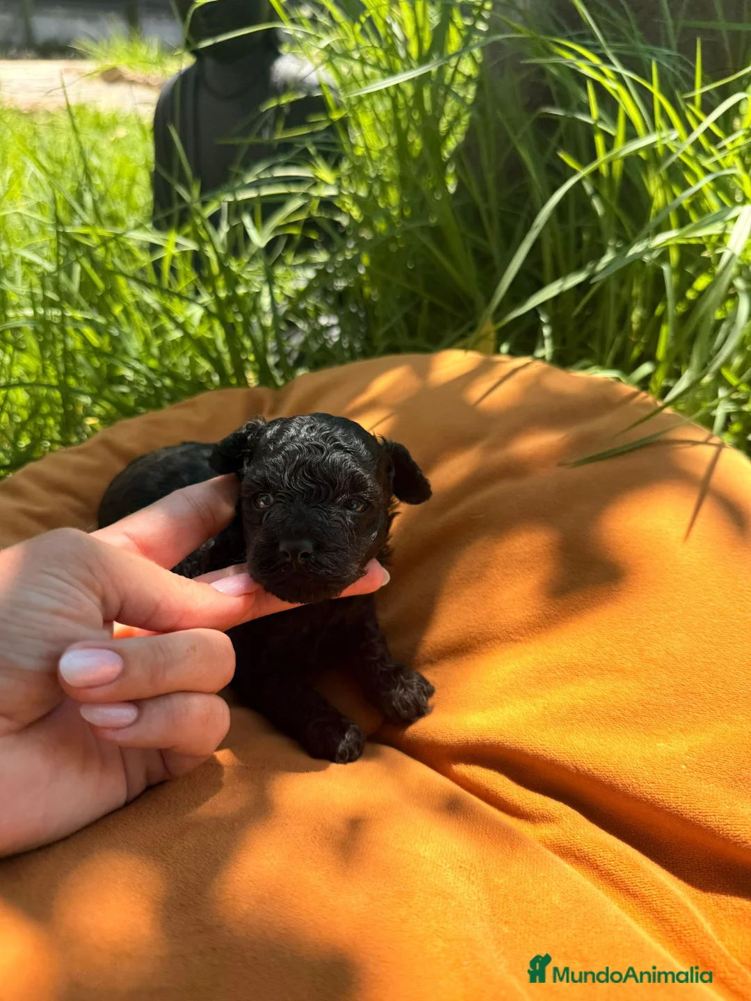 Caniche Toy perros en venta: Caniche toy negro  - Anuncio 2