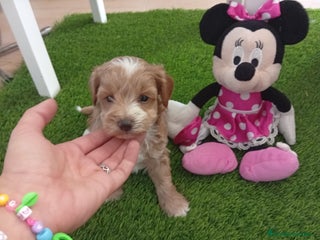 Maltipoo perros - Anuncio 1