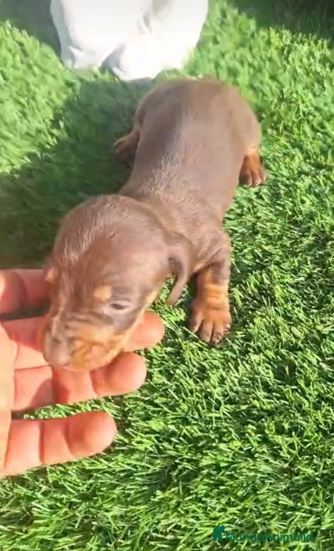 Teckel Miniatura perros en venta: Teckel Choco Hembra - Imagen 4