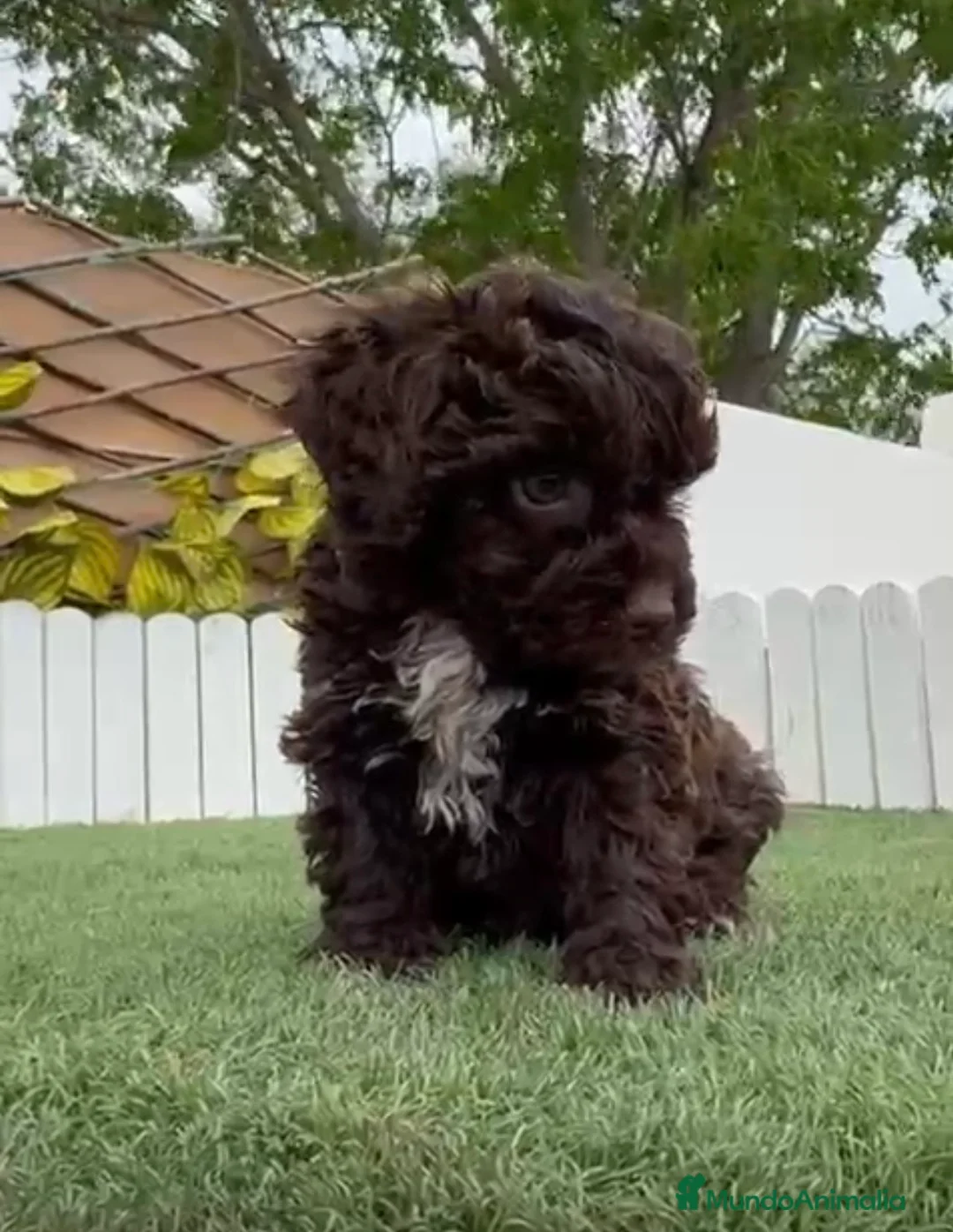 Perro de Agua Español perros en venta: PERRO DE AGUA HEMBRA - Anuncio 2