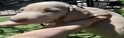 Weimaraner perros en venta: BRACO DE WEIMAR - Anuncio 10