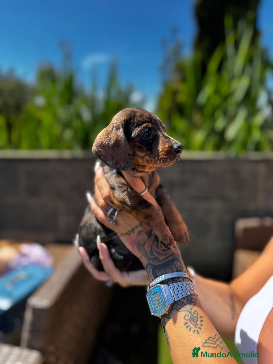 Teckel Miniatura perros en venta: Teckel mni en Illes Balears - Anuncio 11