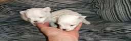 Bichón Maltés perros en venta: BICHÓN MALTES HEMBRITAS  - Anuncio 1