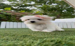 Bichón Maltés perros en venta: BICHON MALTES HEMBRA LISTA PARA ENTREGAR - Imagen 8