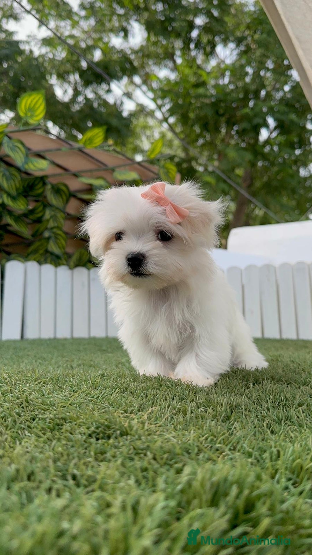 Bichón Maltés perros en venta: BICHON MALTES HEMBRA LISTA PARA ENTREGAR - Imagen 8