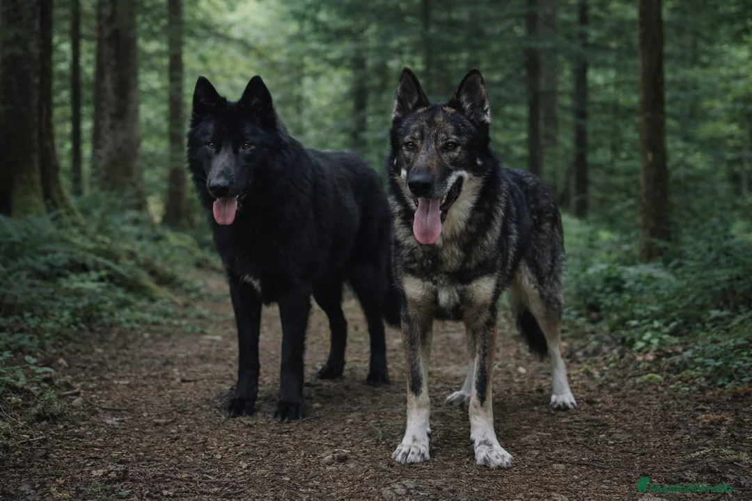 Perro Lobo Checoslovaco perros en venta: Wolfdog/Perro lobo - Anuncio 1