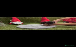 Teckel perros en venta: Teckel  - Anuncio 3