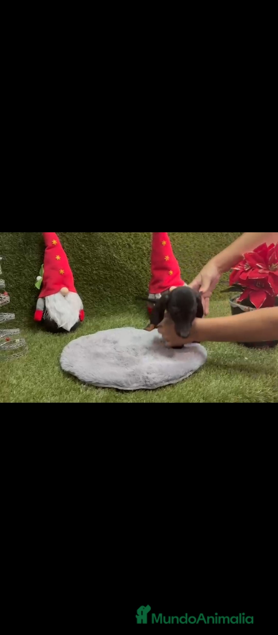 Teckel perros en venta: Teckel  - Anuncio 3