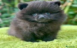 Pomerania perros en venta: Pomerania toy cara de oso  - Imagen 3
