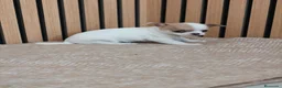 Chihuahua perros en venta: Chihuahua Toy machos disponibles  - Anuncio 4