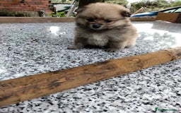 Pomerania perros en venta: camadas de pomerania  - Imagen 3