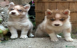 Husky Siberiano perros en venta: Husky siberiano cachorros  en Huesca - Imagen 3