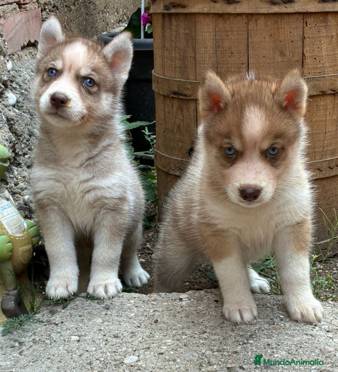 Husky Siberiano perros en venta: Husky siberiano cachorros  en Huesca - Imagen 3