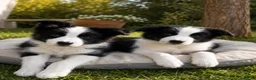 Border Collie perros en venta: Últimos Border Collie bicolor disponibles! 🐾 - Anuncio 1
