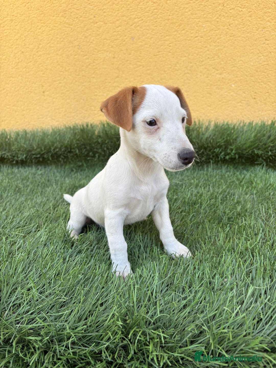 Jack Russell Terrier perros en venta: web milcachorros.es - Imagen 4