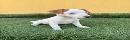Jack Russell Terrier perros en venta: web milcachorros.es - Anuncio 4