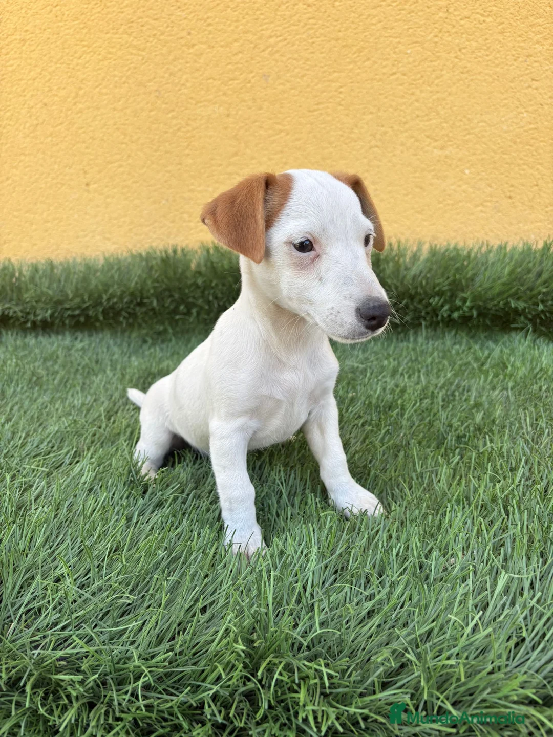 Jack Russell Terrier perros en venta: web milcachorros.es - Anuncio 4