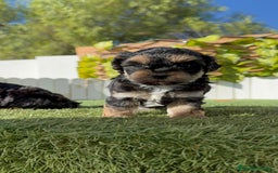 Raza Mixta perros en venta: YORKIPOO - Imagen 17